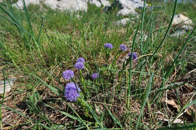 Volnik - foto