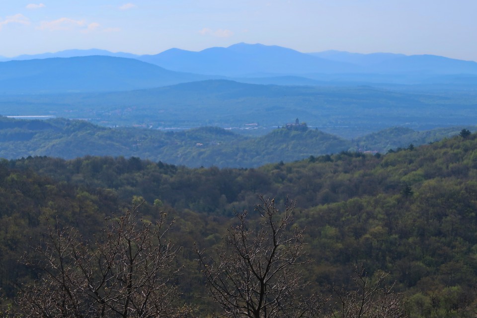 Volnik - foto povečava