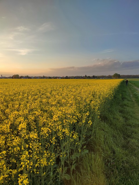 Pomurje - foto