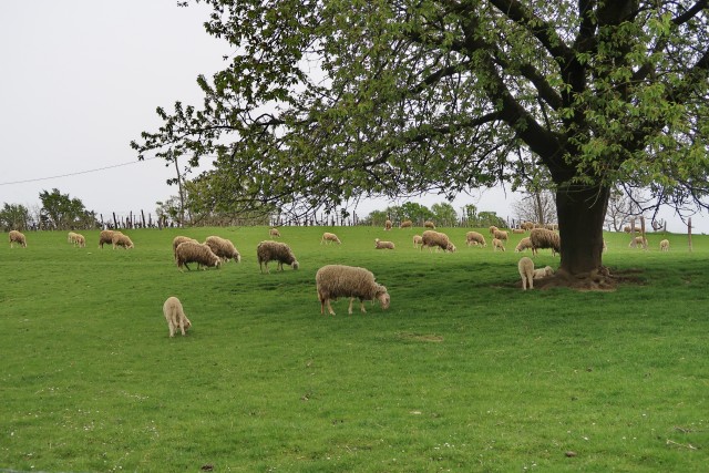 Pomurje - foto