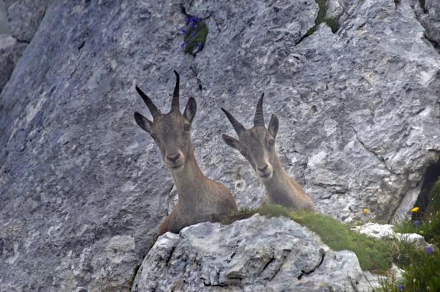 Pecol  Špik hude police  - foto