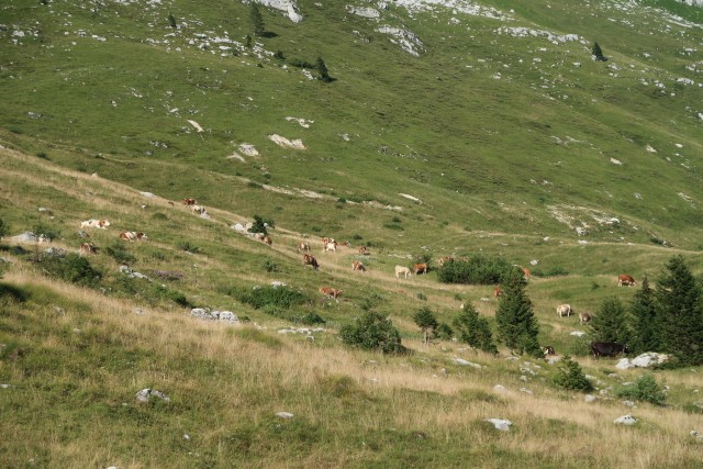 Pecol  Špik hude police  - foto