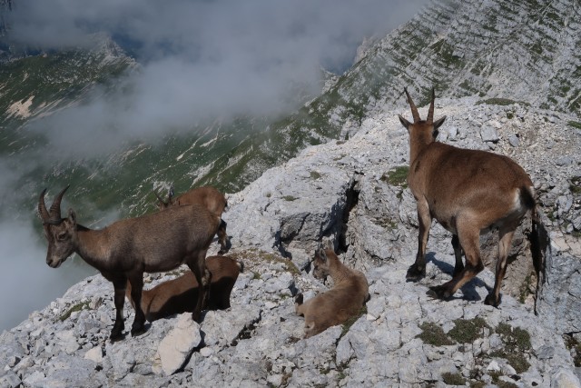 Pecol  Špik hude police  - foto