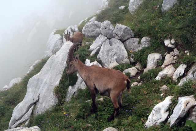 Pecol  Špik hude police  - foto