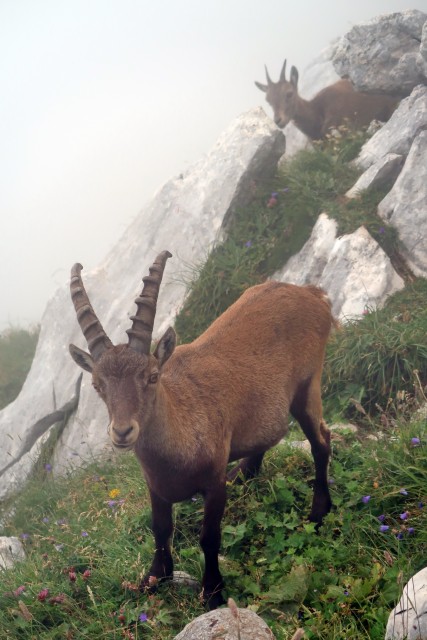 Pecol  Špik hude police  - foto