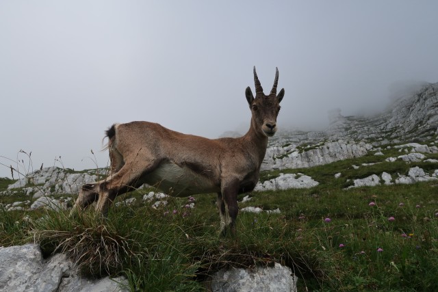 Pecol  Špik hude police  - foto