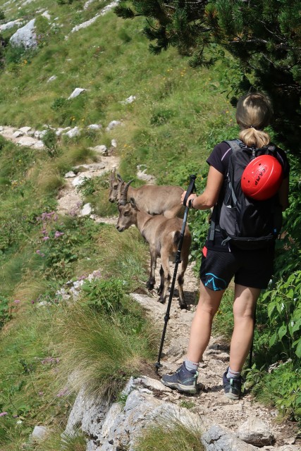 Pecol  Špik hude police  - foto