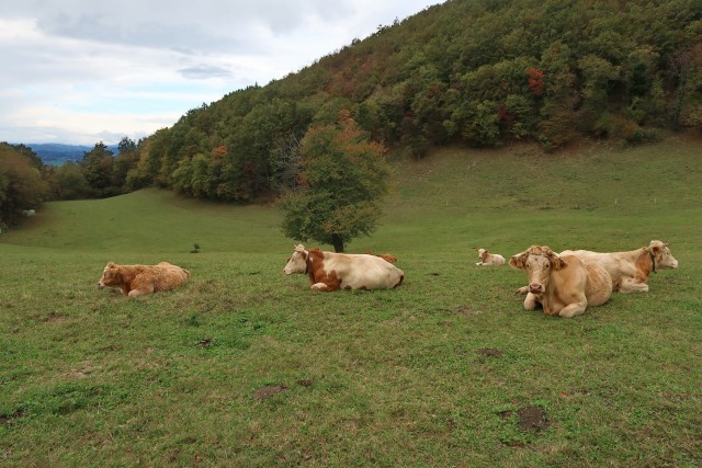 Kozjansko oktober 2023 - foto