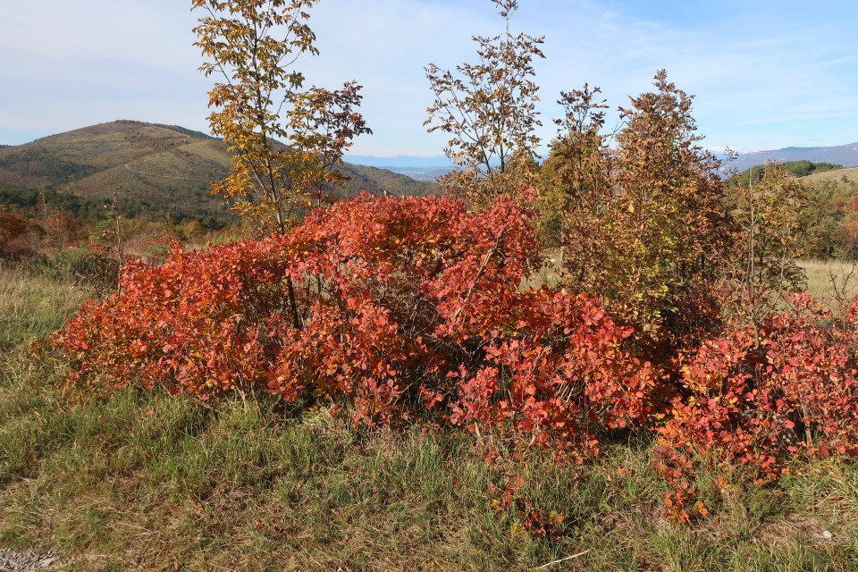 Sv, Katarina, Ovčjak, Golek 18.11.2023 - foto povečava