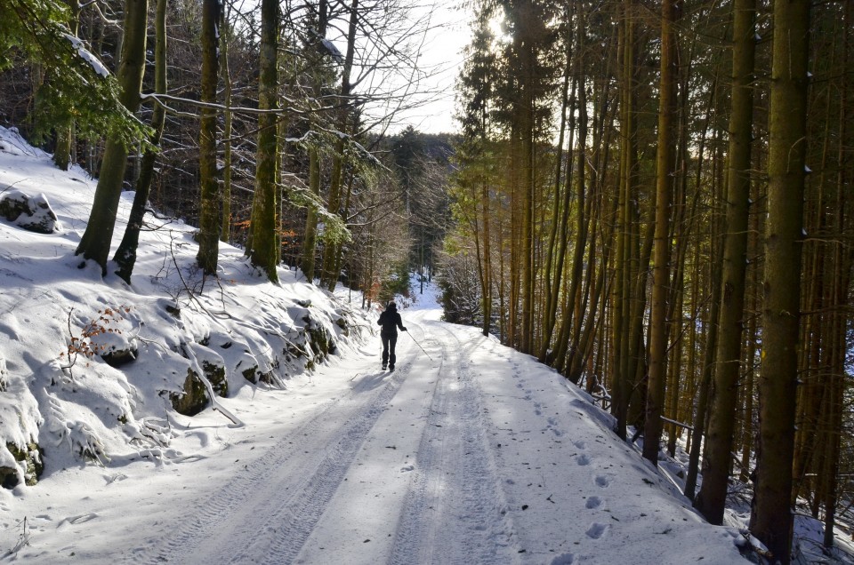 Kucelj 20.1.2024 - foto povečava