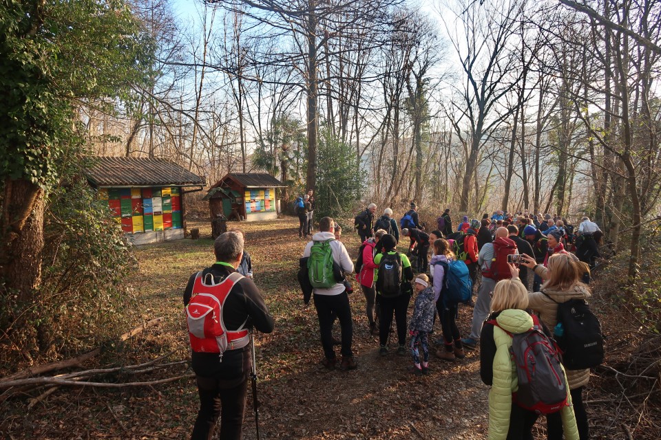 čičer 4.2.2024 - foto povečava