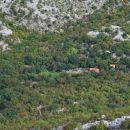 tomiči
