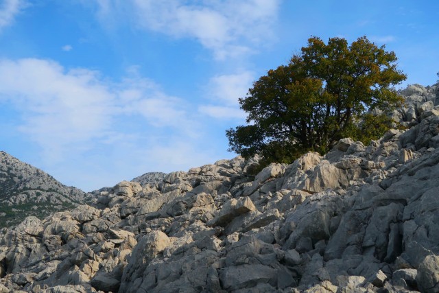 Veliki vitrenik