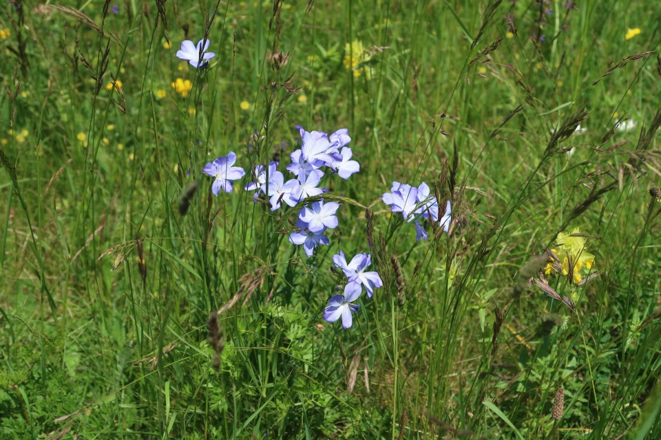 Šilentabor - foto povečava