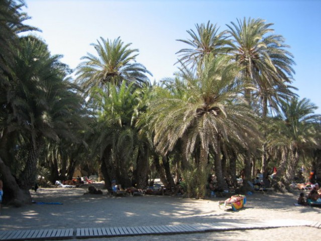 Palme v Vaju