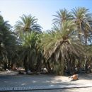 palme v Vaju