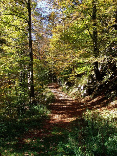 Trnovski gozd se je odel v jesenske barve