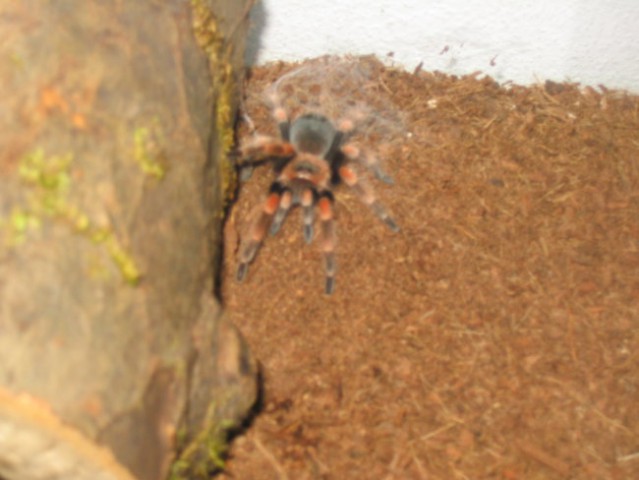 B. Smithi poziranje pred mrežo!!!