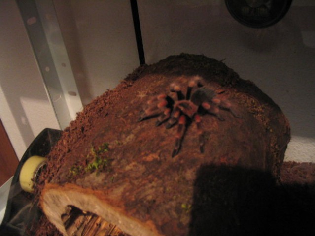 B.Smithi poziranje 3