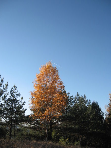 Panorama - foto povečava