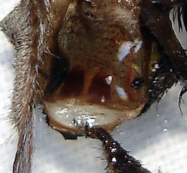 L. violaceopes