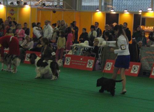 Dog-show - foto povečava