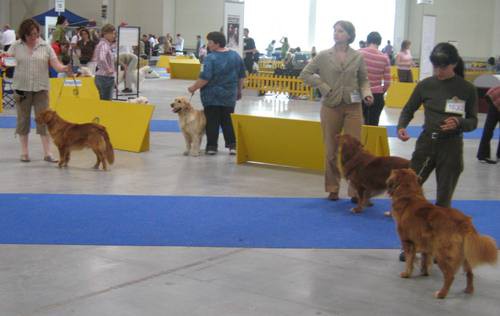 Dog-show - foto povečava