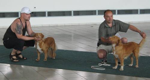 Dog-show - foto povečava