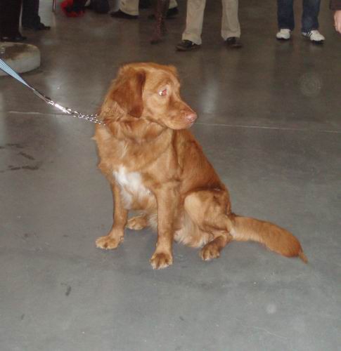 Dog-show - foto povečava