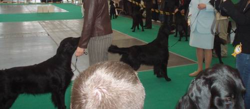 Dog-show - foto povečava