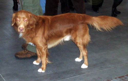 Dog-show - foto povečava