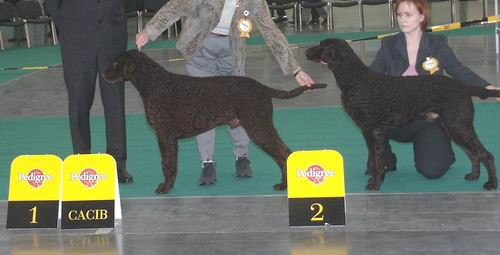 Dog-show - foto povečava