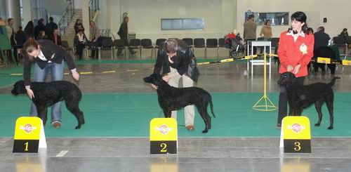 Dog-show - foto povečava