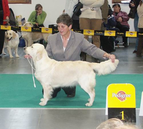 Dog-show - foto povečava