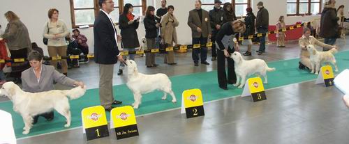 Dog-show - foto povečava