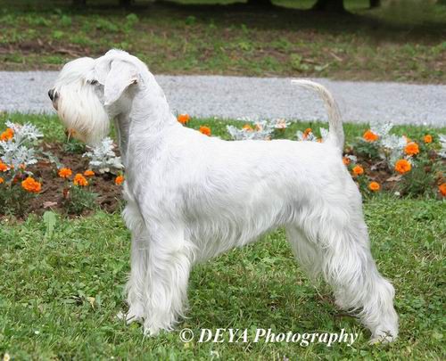 Dog-show - foto povečava