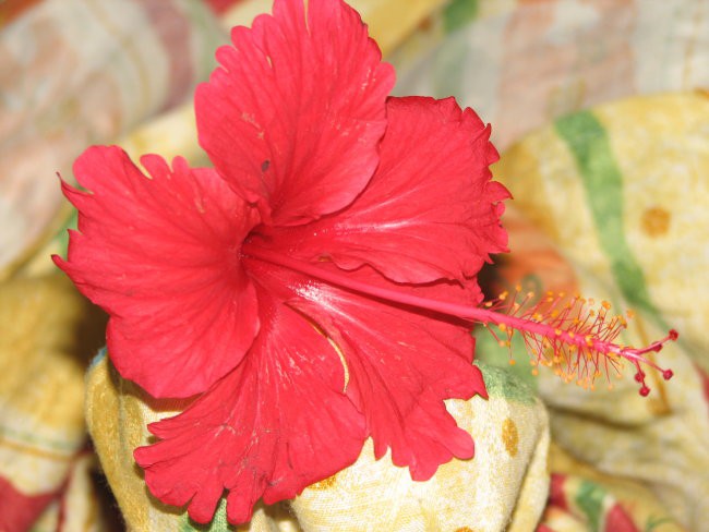 Hibiskus