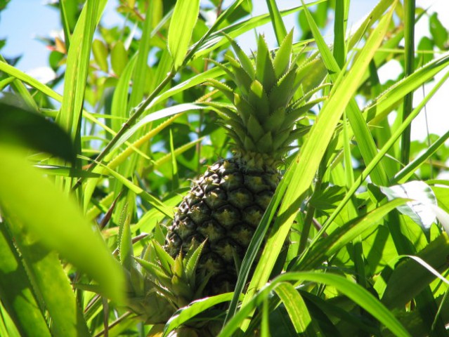 Ananas raste sredi travnika