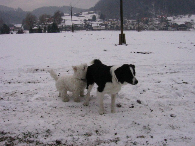 [ SG - zimski sprehod s Teryjem in Nero  ] - foto povečava