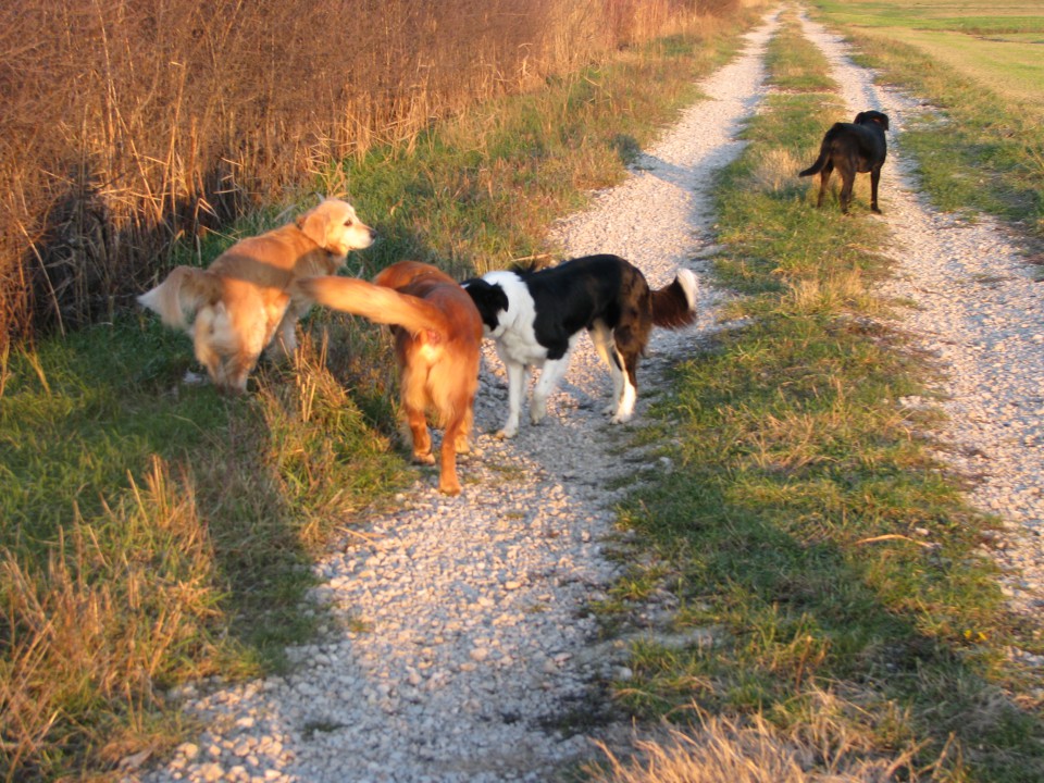 [ walk 29.12. o8 ] - foto povečava