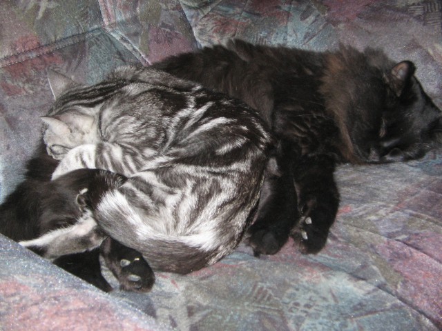 Pičo in maca spijo skupaj ;)