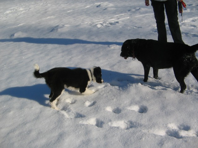 [snow! ] - foto povečava