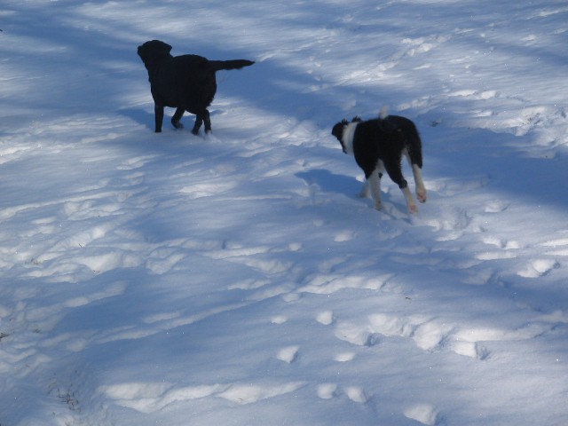 [snow! ] - foto povečava