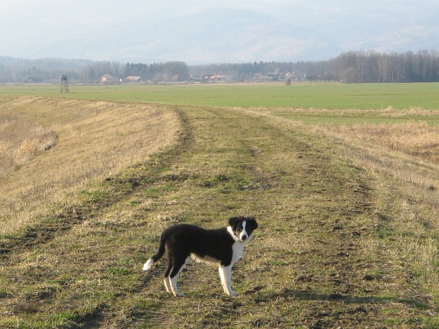 [walk - Maribor 20.02 ] - foto