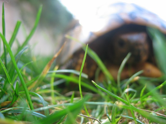 [turtle is back - o9.o4. ] - foto