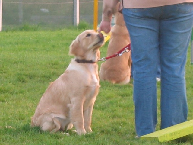 [ dog school ] - foto povečava