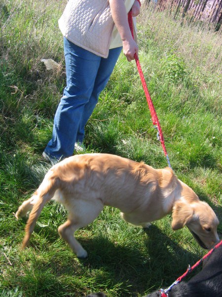 [ examination - dog school 15.04. ] - foto povečava