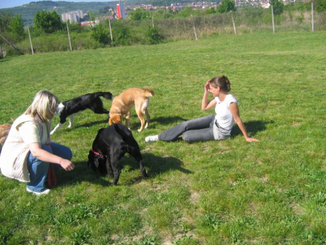 [ examination - dog school 15.04. ] - foto