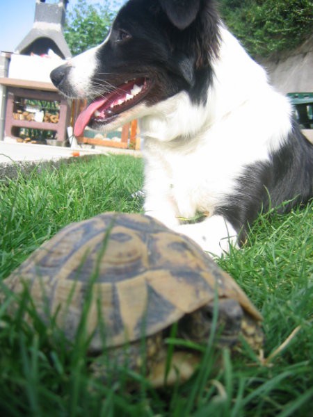 [ Lina & turtle ] - foto