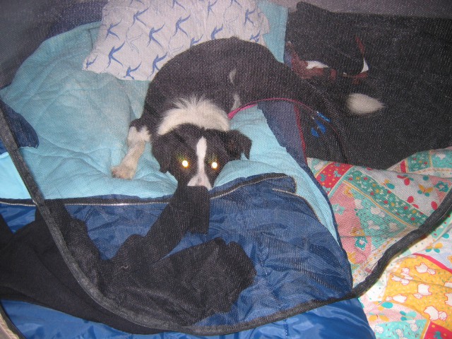 Tako sem zvečer lastnici zasegla posteljo v šotoru ;) Naj ona spi na tleh!